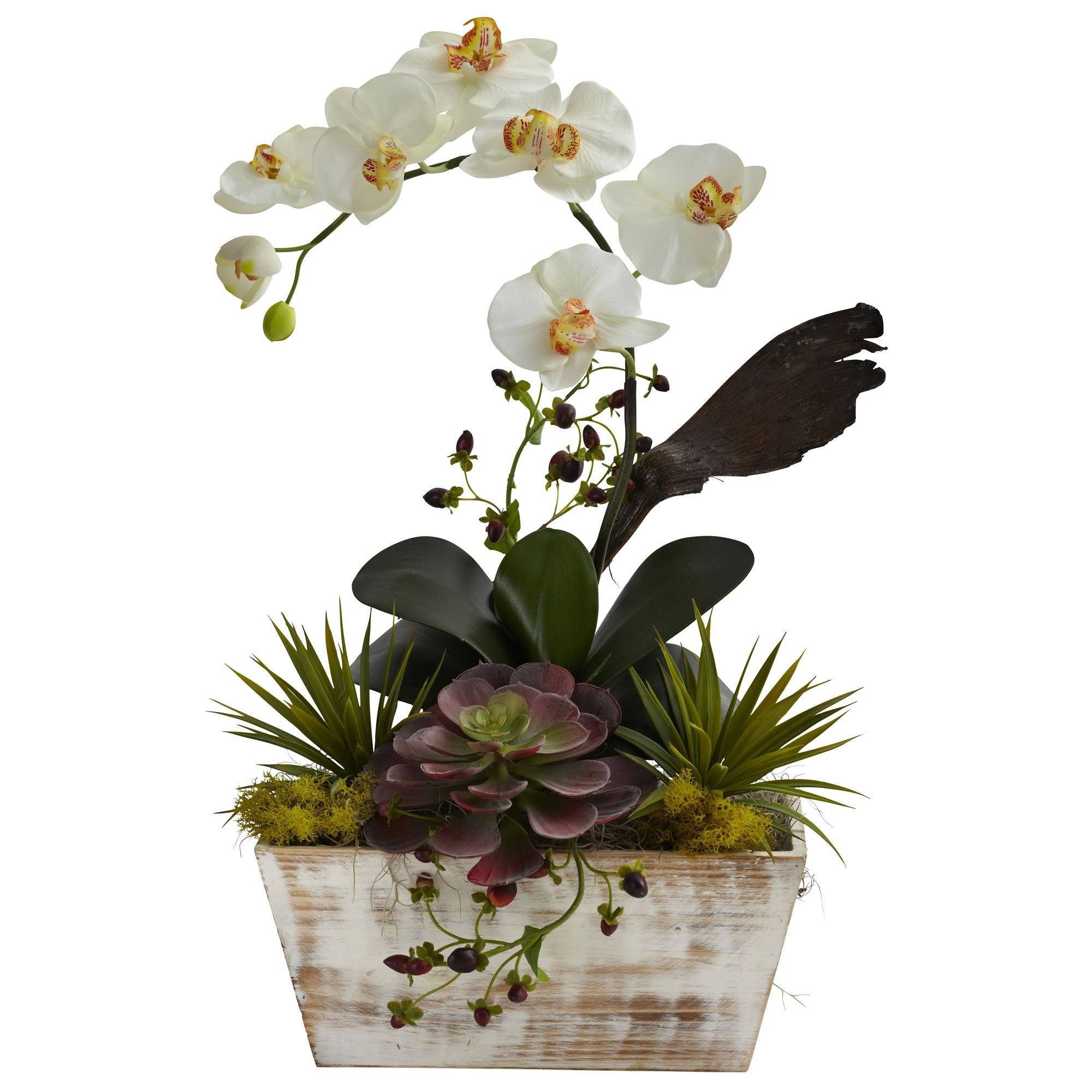 is an orchid a succulent plant Orchid & Succulent Garden w/White Wash Planter