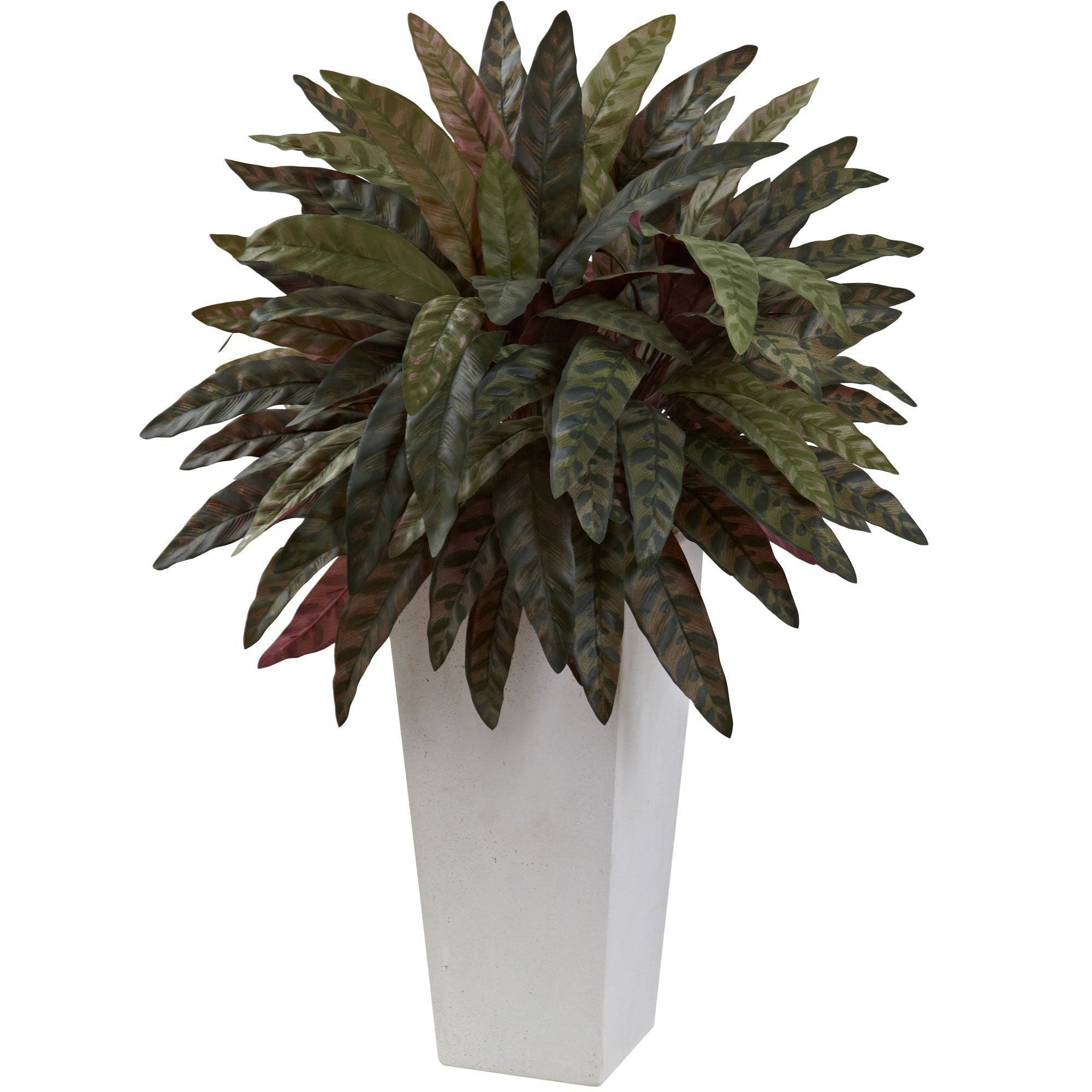 peacock succulent planter Peacock Plant with White Planter