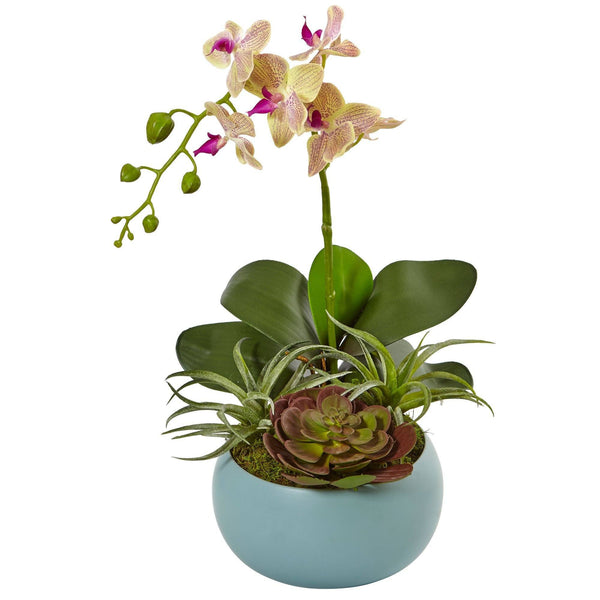 Phalaenopsis Orchid and Succulents in Decorative Vase