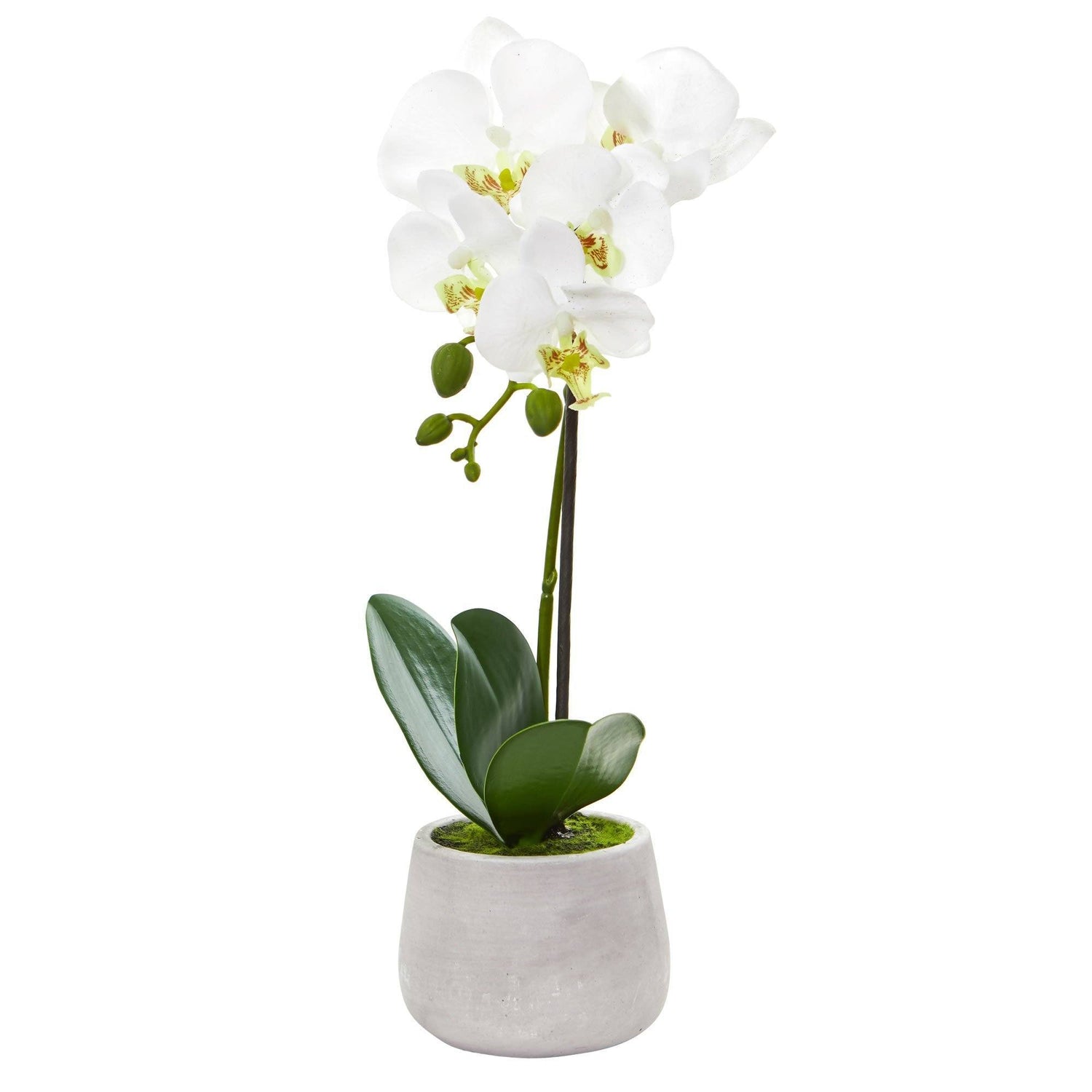 Phalaenopsis Orchid Artificial Arrangement (Set of 2)
