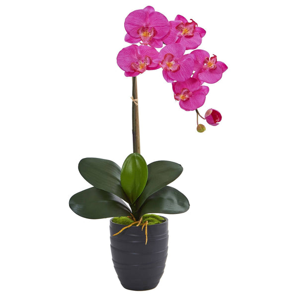 Phalaenopsis Orchid in Black Vase