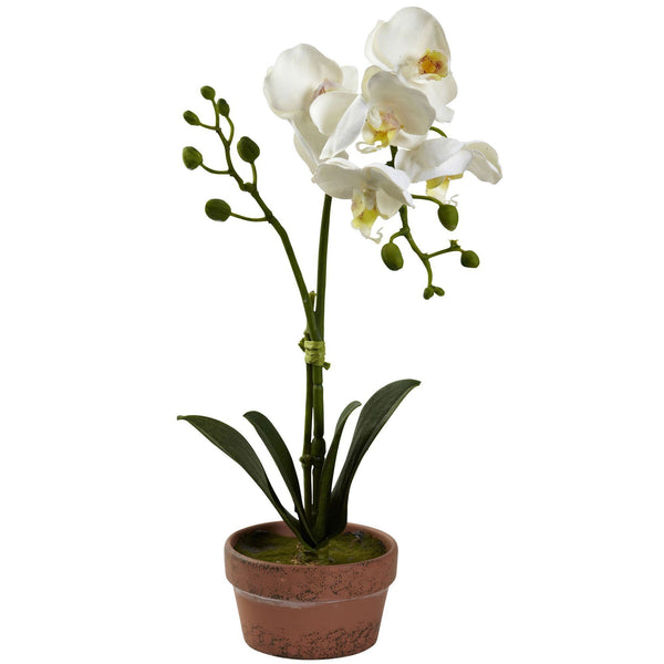 Phalaenopsis Orchid w/Clay Vase (Set of 4)