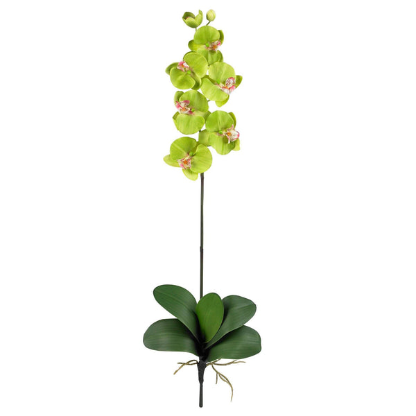 Phalaenopsis Stem (Set of 12)