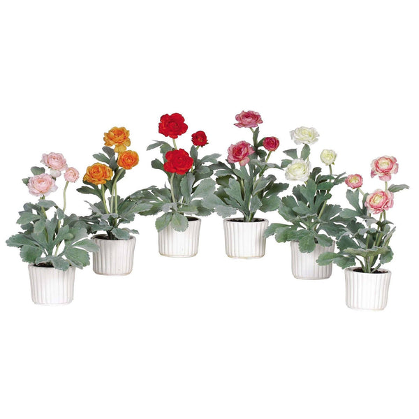 Ranunculus w/White Vase (Set of 6)