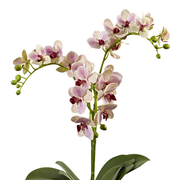 Raspberry Orchid Elegance Arrangement