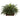 River Fern w/Wood Planter