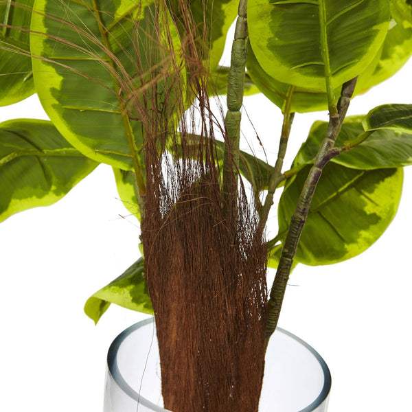 Rubber Plant in Glass Cylinder