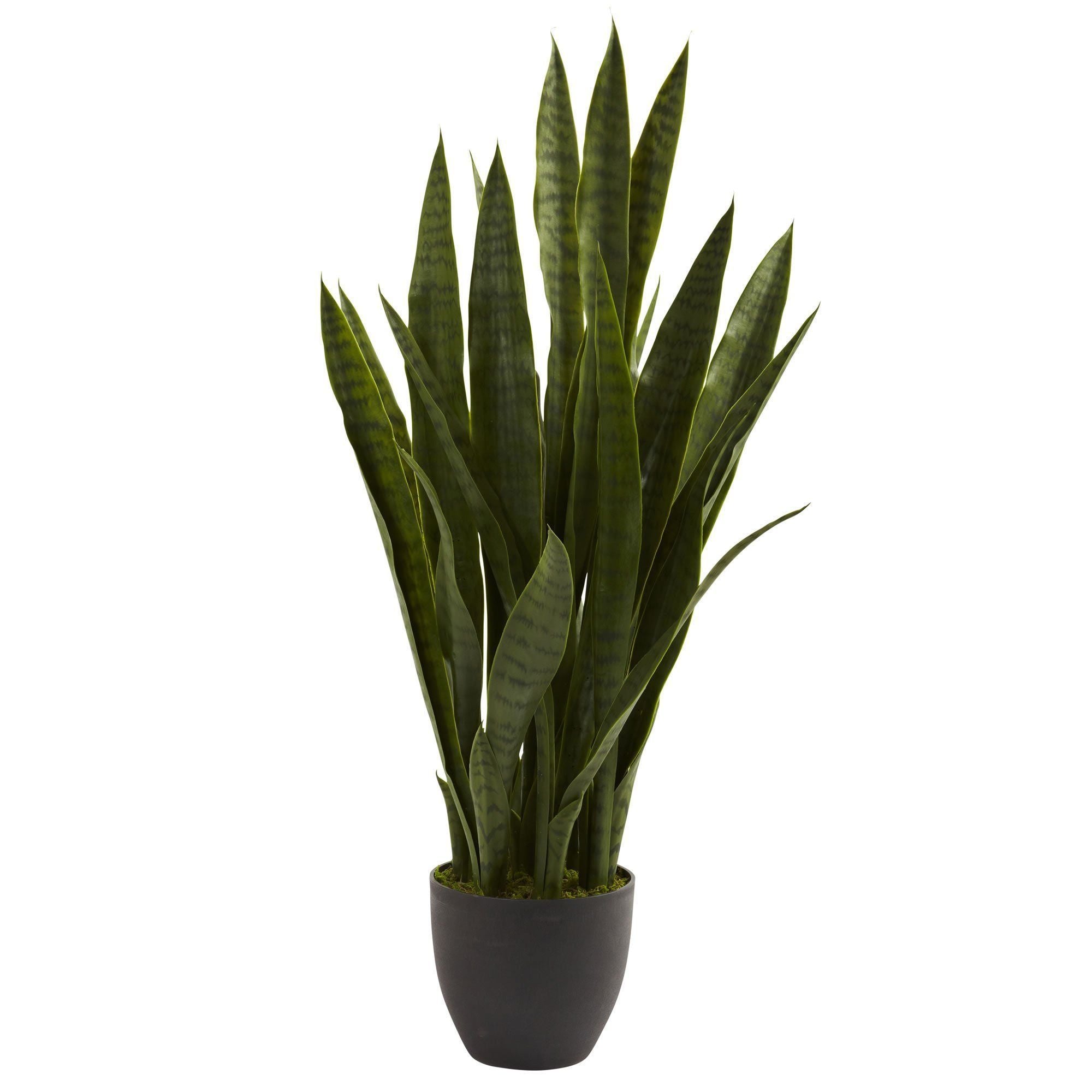 sansevieria black tiger Nearly Natural Sansevieria with Black Planter