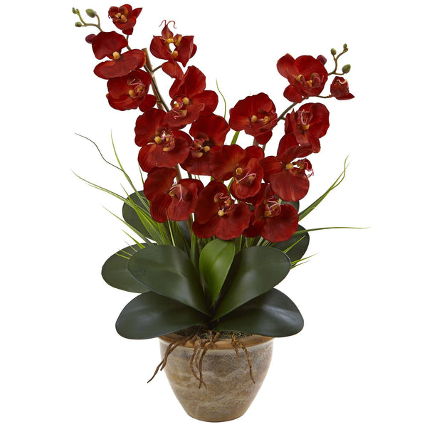 Seasonal Double Phalaenopsis Orchid Arrangement