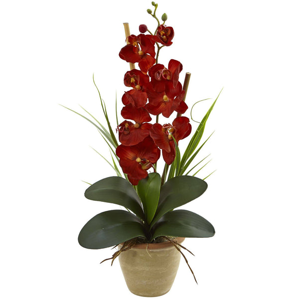 Seasonal Phalaenopsis Orchid Arrangement