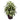 Silver Queen w/Decorative Planter Silk Plant