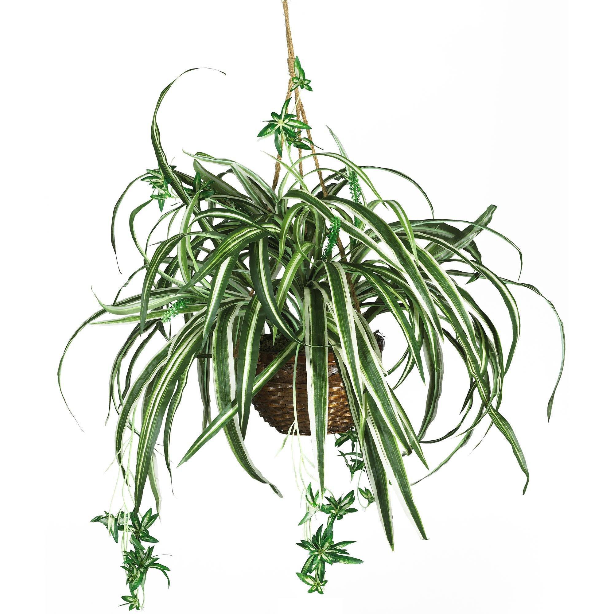 spider hanging plant Spider Hanging Basket Silk Plant