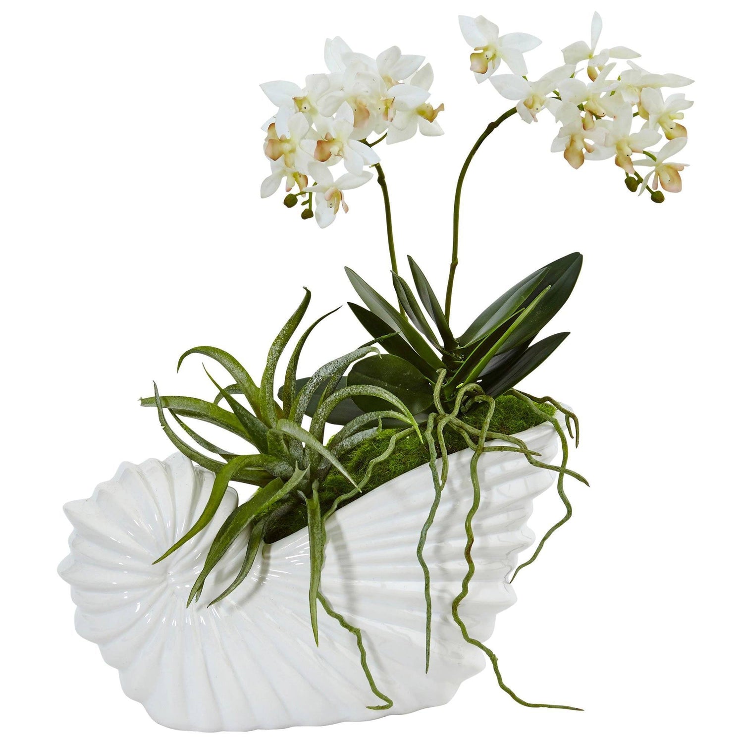 Succulent and Mini Phalaenopsis in Shell Ceramic