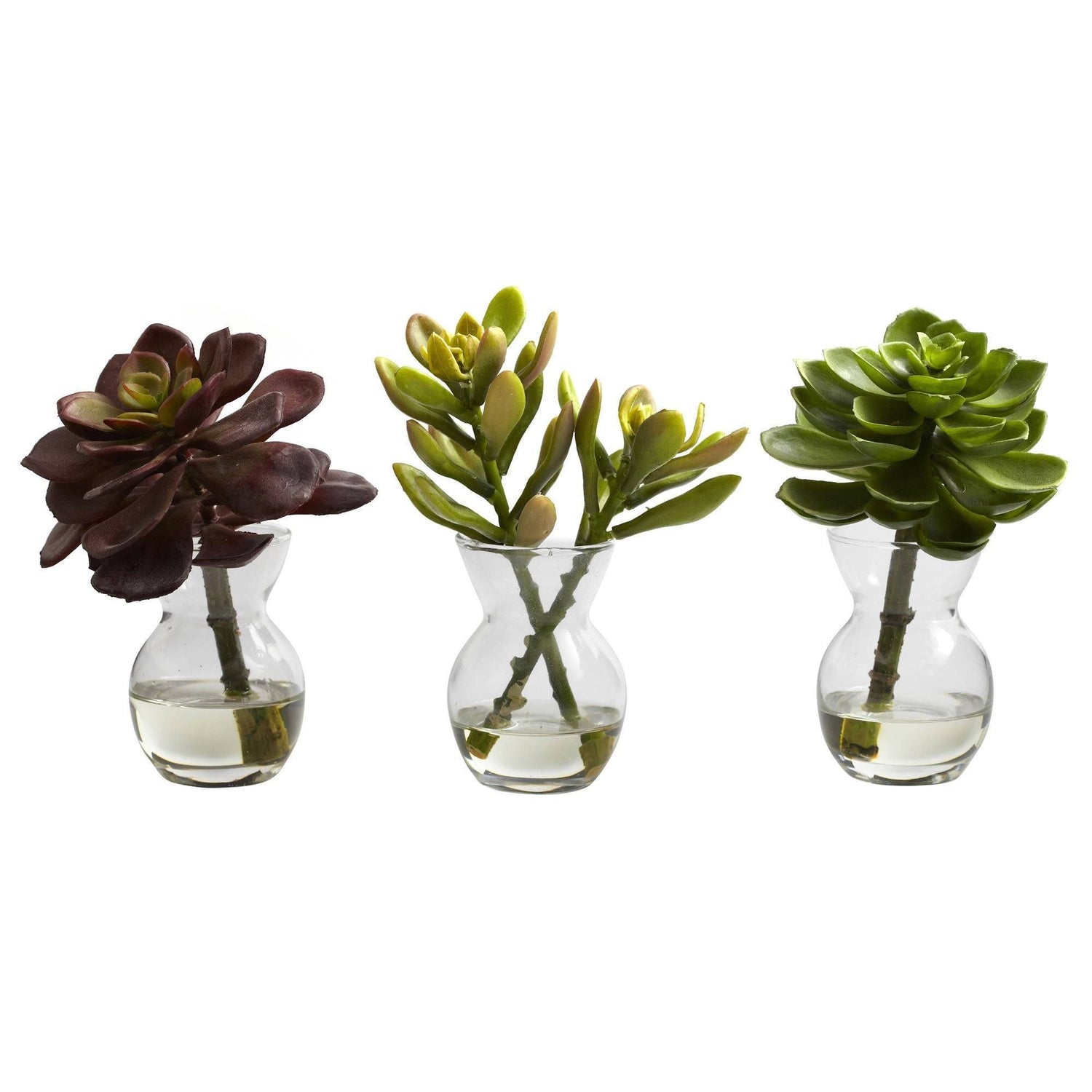 Succulent Arrangements (Set of 3)