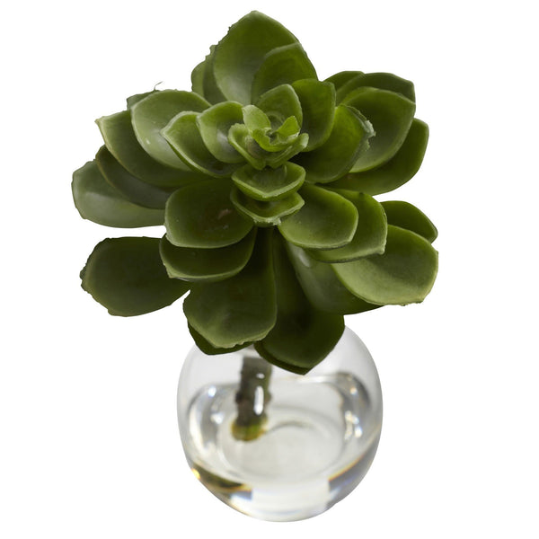 Succulent Arrangements (Set of 3)