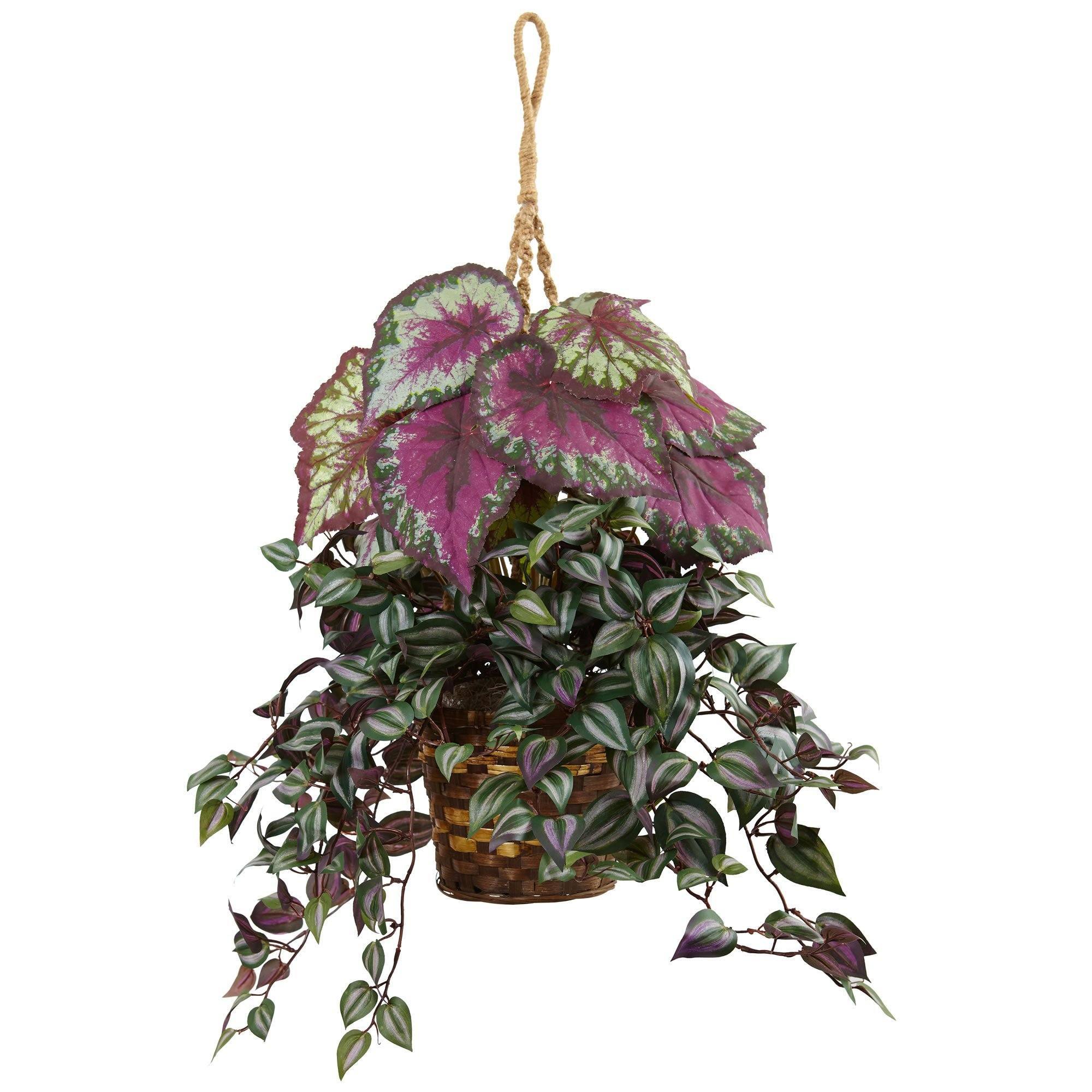 wandering jew plant hanging Wandering Jew and Begonia Hanging Basket