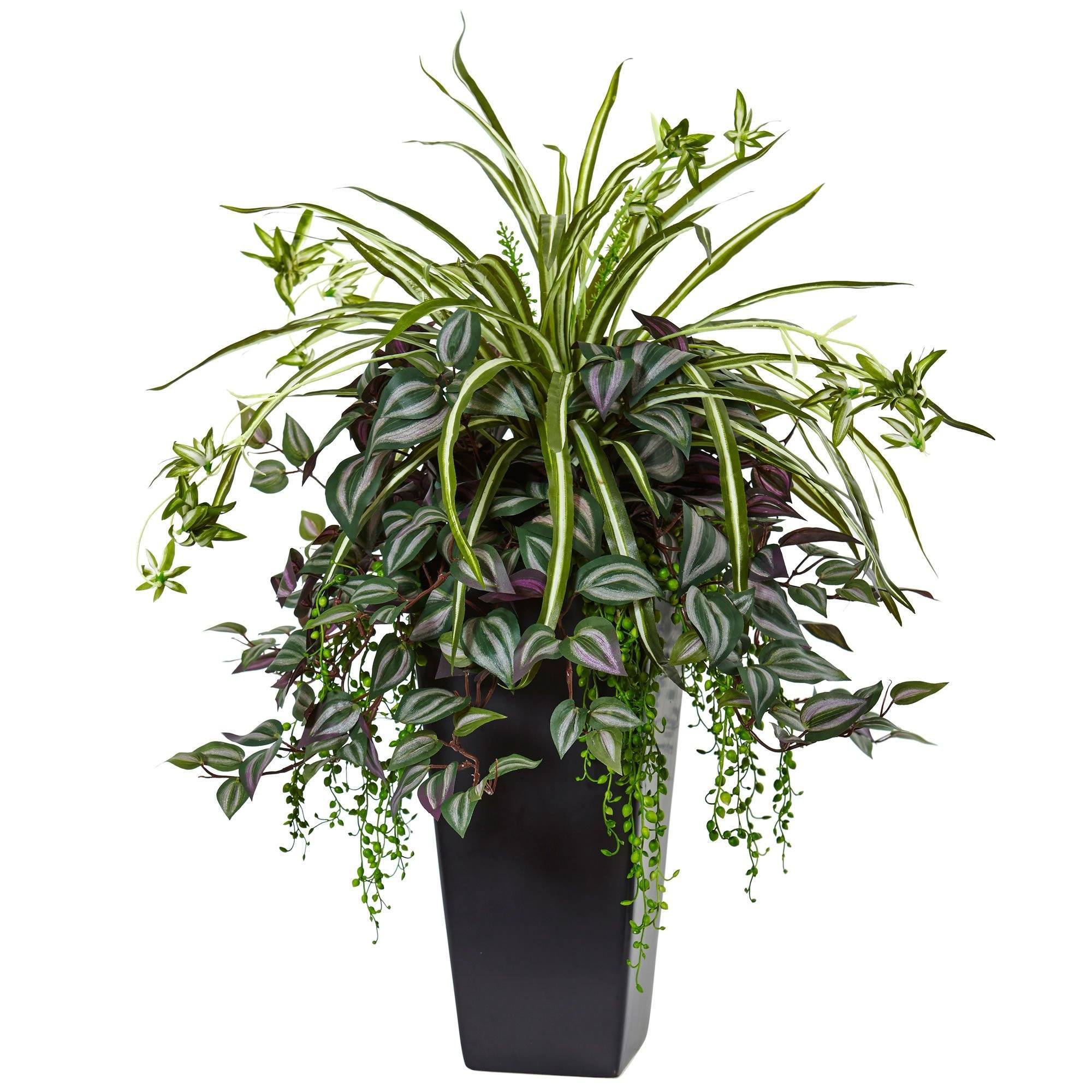spider plant arrangements Wandering Jew and Spider Plant in Black Planter