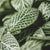 10 Facts About Fittonia Plants You Did Not Know