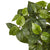 10 Facts About Pothos Plants You Did Not Know