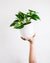 8 Reasons Why You Should Consider Buying a Fake Pothos Plant