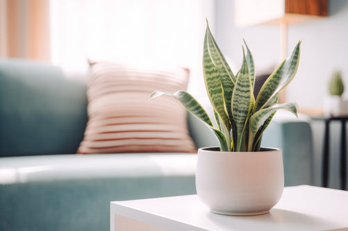 Advantages of Using Artificial Snake Plants to Decorate