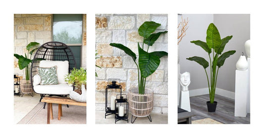 Buying Guide - Types of Palm Trees