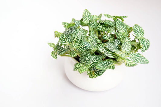 Choosing the Right Planter for Your Artificial Fittonia Plant