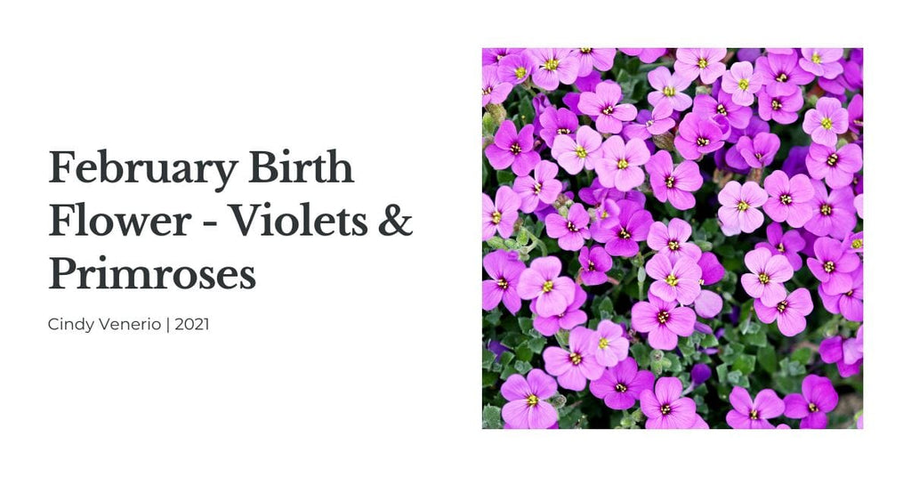 February Birth Flower Violet