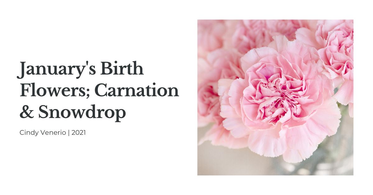 January's Birth Flowers - carnations and snowdrops – Nearly Natural