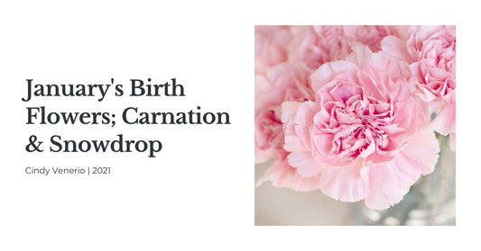 January's Birth Flowers - carnations and snowdrops