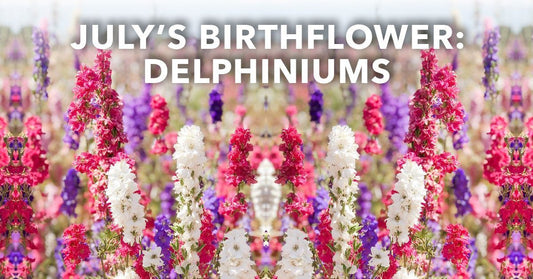July's Birthflower: Delphiniums
