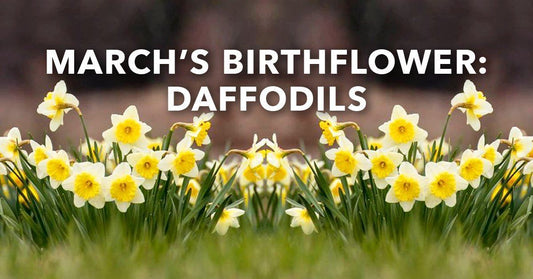 March's Birthflower: Daffodils