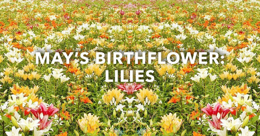 May's Birthflower: Lilies