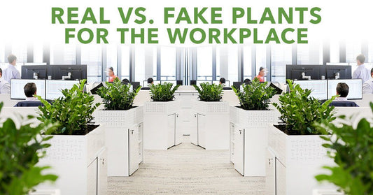 Real vs Fake Plants For The Workplace