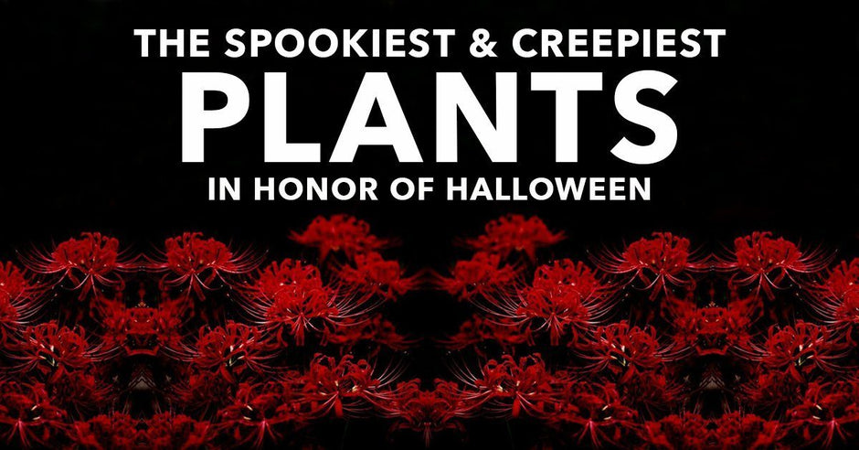 The Spookiest (And Creepiest!) Plants In Honor of Halloween