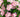 Valentine’s Flower Ideas That Last