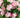 Valentine’s Flower Ideas That Last