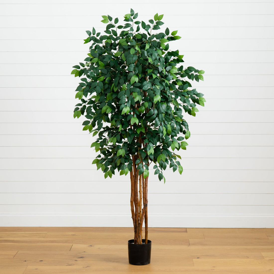 7 leaf pot plant 7' Sakaki Silk Tree