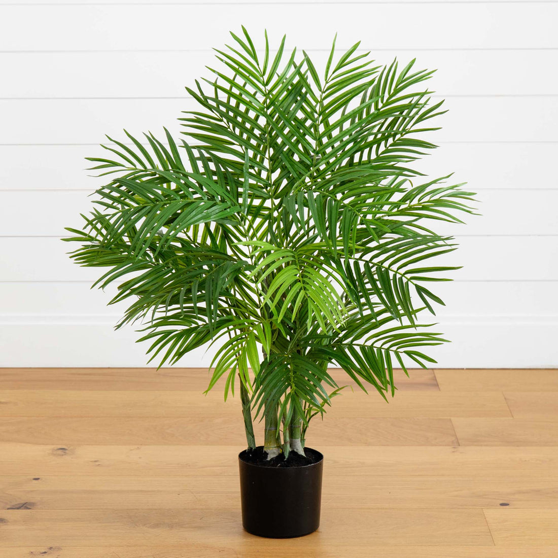 palm face plant 3' Areca Silk Palm Tree