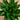 18" UV Resistant Artificial Agave Plant (Indoor/Outdoor) - Set of 2
