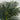 6.5' Golden Cane Artificial Palm Tree