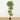6’ Variegated Ficus Tree