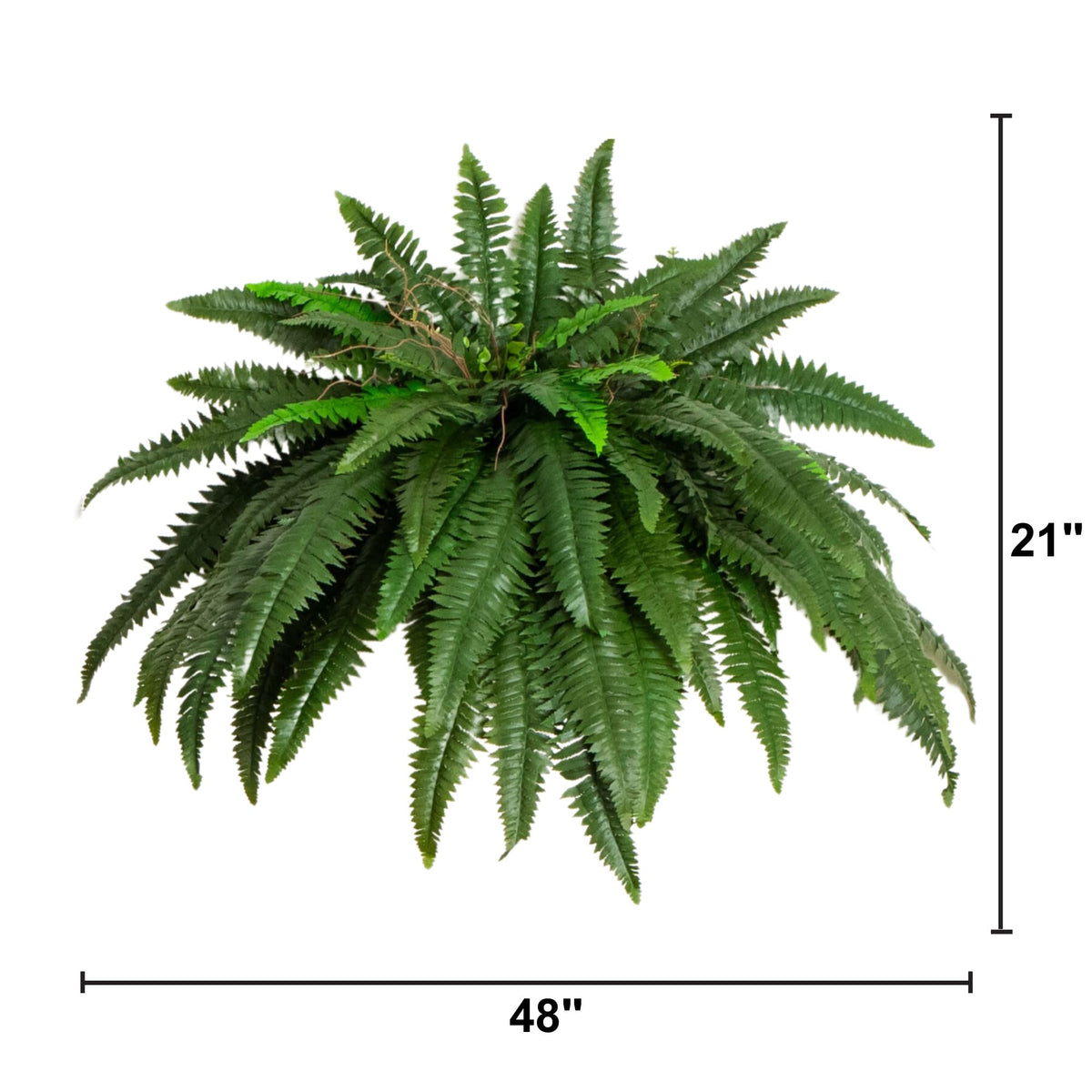48” Boston Fern (Set of 2)