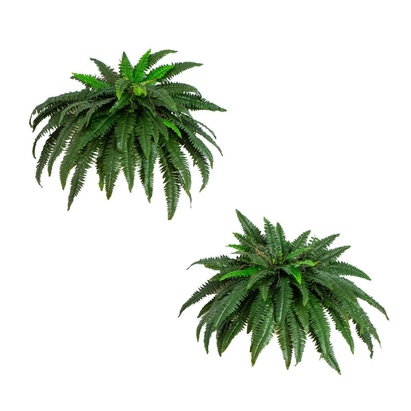 48” Boston Fern (Set of 2)