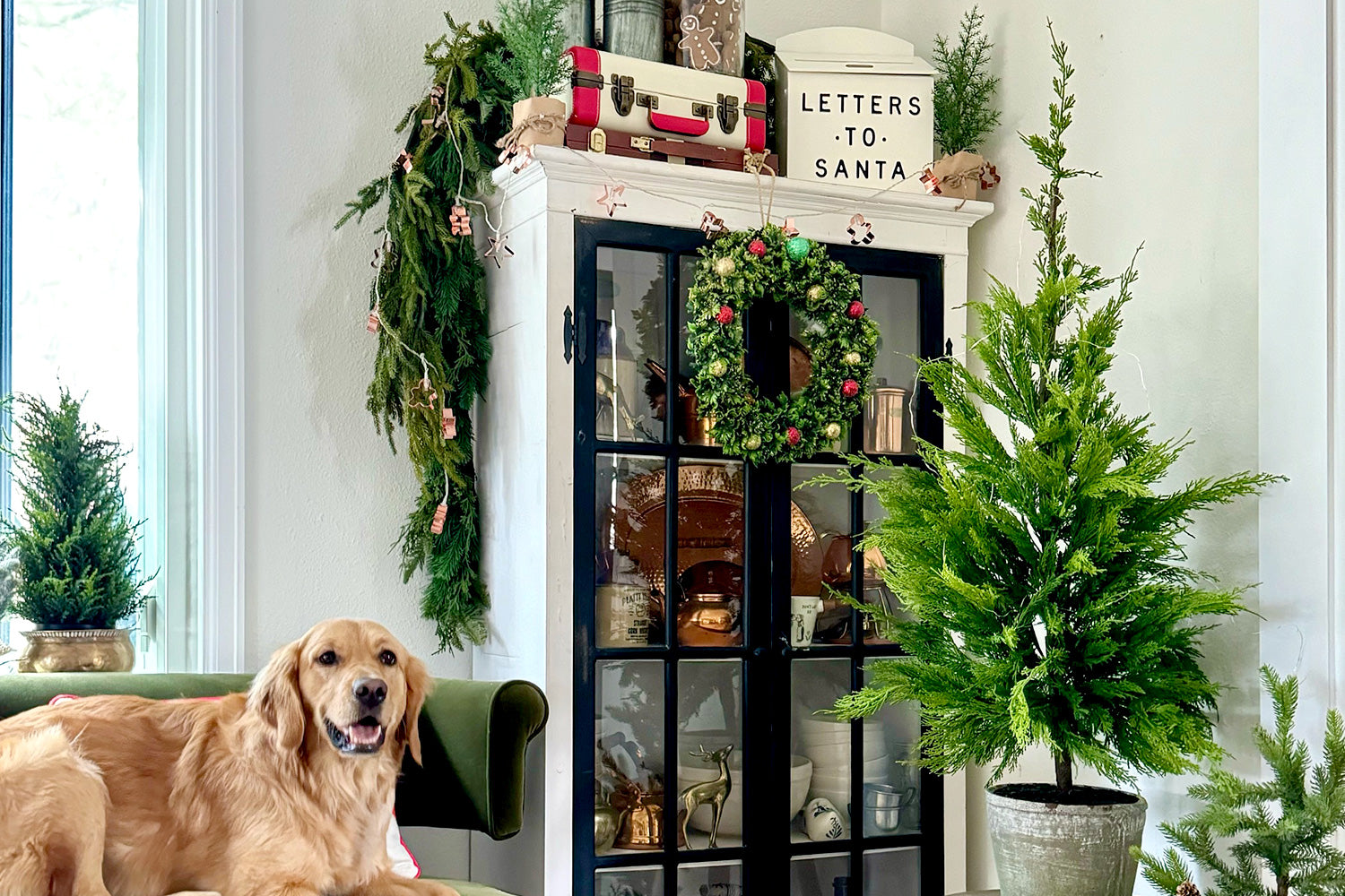 Shop The Norfolk Pine Collection