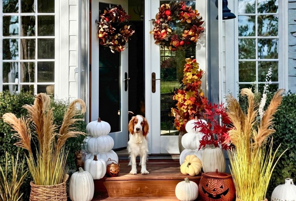 A dog stands on a front porch decorated for autumn, with stacked white pumpkins, pampas grass, red and yellow fall foliage, and two wreaths hanging above the door.