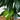 10’ Artificial Dracaena Tree with Real Touch Leaves