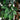 10’ Artificial Ficus Tree with Natural Trunk