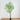10’ Artificial Minimalist Enkianthus Tree