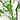 10’ Artificial Minimalist Enkianthus Tree